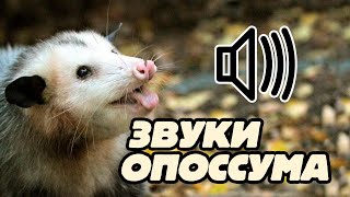 Звук опоссумаopossum sound [upl. by Earla]