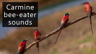 Carmine bee eaters at nest [upl. by Karla605]