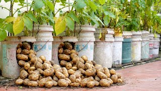 Try this Potato growing method now youll never have to buy Potatoes again [upl. by Hareema]