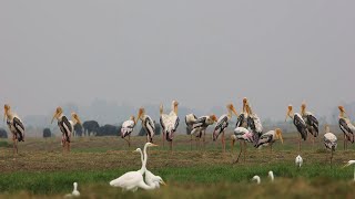 Birds of Mangalajodi Cinematic Video [upl. by Atineb]