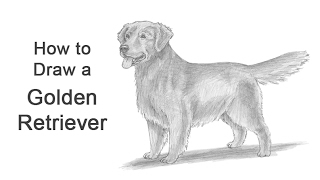 How to Draw a Dog Golden Retriever [upl. by Ynnavoj]