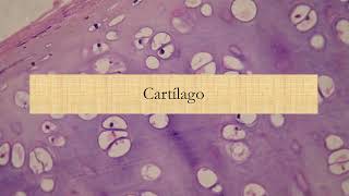 Histología Cartilaginosa  HyE [upl. by Elleynod]