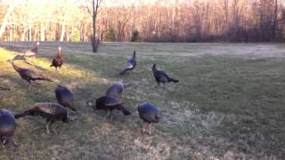 feeding wild turkey [upl. by Artie]