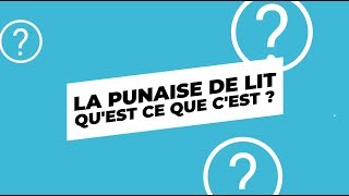 Punaise de lit  Comment les punaises de lit viennent chez vous et quest ce que cest [upl. by Rilda]