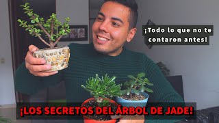 PLANTA de JADE 💚 ARBOLITO de JADE EN MACETA  FÁCIL CUIDADO 😏 [upl. by Eelibuj125]