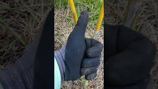 Dividing Bamboo Clump to create hedge with Bambusa Textilis Gracilis [upl. by Orsino]