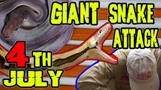 WOW 4th Of July Snake Attacks REALITY TV [upl. by Henriha686]