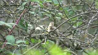 Young Chiffchaff preening [upl. by Yenot]