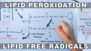 Mechanism of Lipid Peroxidation [upl. by Gurolinick]