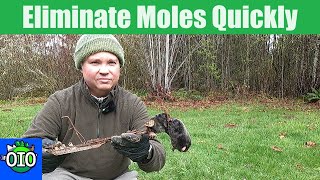 Get Rid of Moles FAST Effective Traps amp DIY Methods [upl. by Efrem]