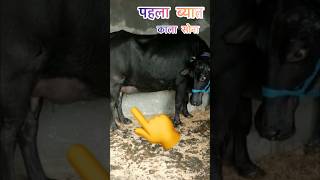 दूध बोलकर नहीं तौलकर दूंगा काले मोती  Nanha Lajwana Dairy [upl. by Llehcram]