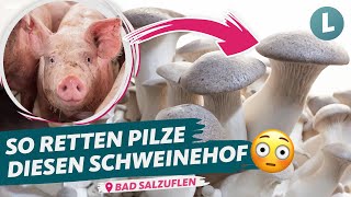 Radikaler Wandel im SchweinemastBetrieb  WDR Lokalzeit LandSchafft [upl. by Garap864]