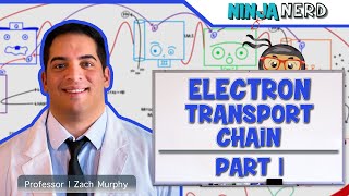 Metabolism  Electron Transport Chain DETAILED  Part 1 [upl. by Laverna]