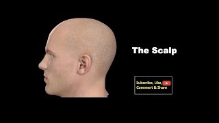 The Scalp Anatomy mbbs education bds headandneckanatomy scalp [upl. by Mulac]