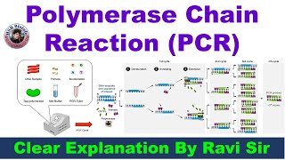 Polymerase Chain Reaction PCR  DNA Amplification  HSR Bioinfo [upl. by Kaplan221]