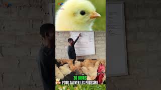 Prophylaxie des poulets Goliath sur 30 jours P14 [upl. by Yortal]