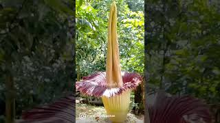 amorphophallus titanum [upl. by Pinsky]