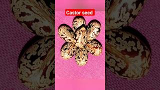 Castor Oil Seedscastor beans youtubeshorts [upl. by Aicitan]