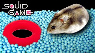 Hamster Squid Game Maze  for Pets in real life  Hamsterious [upl. by Debby]