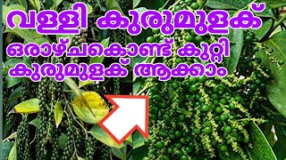 ഒരാഴ്ചകൊണ്ട് മുറ്റം നിറയെ കുറ്റി കുരുമുളക് തിങ്ങി നിറയും kutti kurumulaku krishi malayalam [upl. by Dunn243]