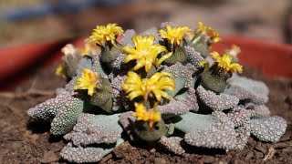 Cuidados de la Titanopsis calcarea  Piedra Viva  Hoja de Cemento [upl. by Ztirf]