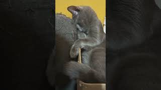 THIS IS HOW OUR RUSSIAN BLUE SLEEP AKIM Z russianblue [upl. by Procto12]