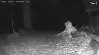 Great Horned Owl taking skunk [upl. by Erdnuaed261]