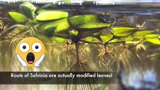 Salvinia  Easy Floating Plant 1080p HD [upl. by Candi]