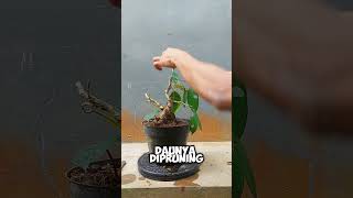 potong cabang bonsai amplas putih [upl. by Ittap]