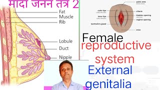 Female reproductive system par2 external genitalia and mammary glands [upl. by Harman243]