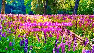 Spring at Shinrin Park  Lupine Lupinus Saitama  Japan Vlog [upl. by Arrol]