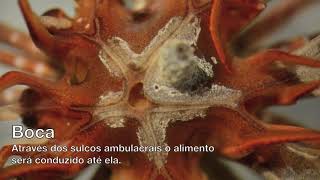 Biologia de Crinoidea [upl. by Arahas]