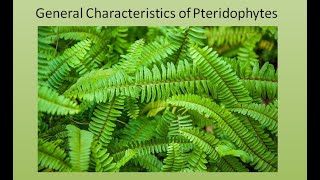 General Characteristics of Pteridophytes  For BSc and MSc  ALL ABOUT BIOLOGY  BY JYOTI VERMA [upl. by Rockel]