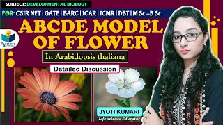 ABCDE MODEL OF FLOWER  Arabidopsis thaliana  CSIR NET  GATE  JYOTI KUMARI [upl. by Vihs]