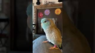 Talking Parrotlet Bluno Starz [upl. by Moriarty]