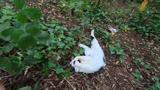 WHY DO CATS LIKE CATNIP [upl. by Moffitt]