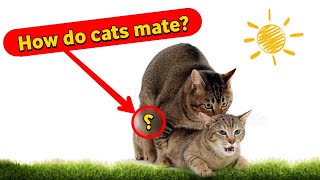 How do cats mate Secrets of mating between a male and a female cat [upl. by Rowland920]