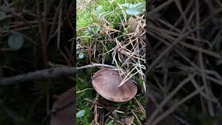 Podgrzybek brunatny🍄‍🟫 mushroom nature forest shorts [upl. by Ranilopa]