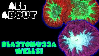 All About The Blastomussa Wellsi [upl. by Aissak]