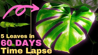 Monstera Deliciosa Leaf Unfurling Time Lapseshorts [upl. by Iline]