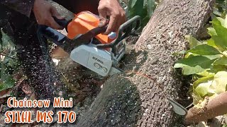 Edisi Tebang Pohon Mangga Kecil Pakai STIHL MS 170 [upl. by Saunder]