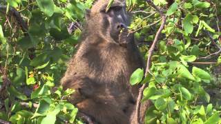 Sound of the African Bushveld Baboons  AFRICAN WILDLIFE [upl. by Renzo466]