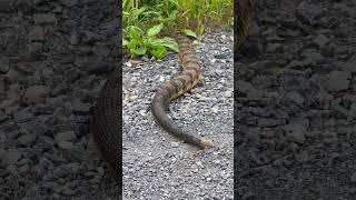 Big Rattlesnake Moved Off The Road nature wildlife youtubeshorts rattlesnakes [upl. by Langille]