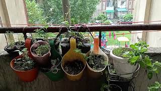 rainy season gardening [upl. by Goldi]