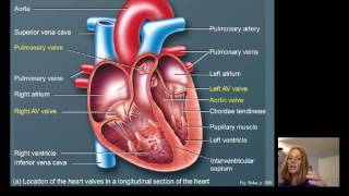 Lecture16 Cardiac Physiology [upl. by Vicki]