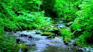 Ruscello nel Bosco  Suono Acqua per Dormire e Suoni della Natura Uccelli del Bosco [upl. by Roede]