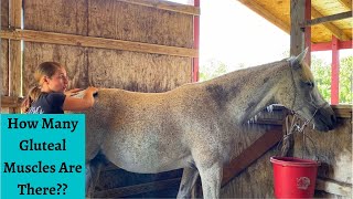 Sea’s Gluteal Muscles Horse Massage Part 4 [upl. by Sorenson]