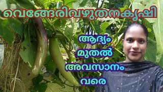 വെങ്ങേരി വഴുതന കൃഷി R4VGardenvengerivazhuthana [upl. by Lyram]