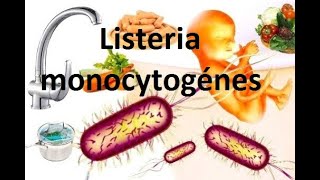 Les bacilles à gram positif LA LISTÉRIA MONOCYTOGENES [upl. by Wincer]