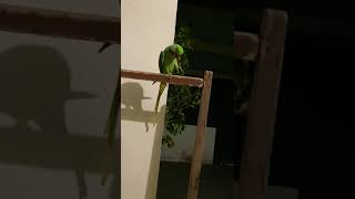 Assalamualaikum video of parrot shortsfeed talkingparrot [upl. by Bonne]